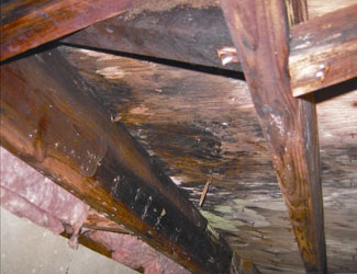 mold and rot in a Middletown crawl space