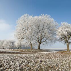 Frost covering trees and a grassy field in Monticello