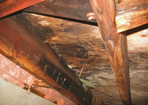 Extensive crawl space rot damage growing in Walden