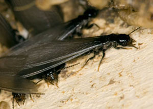 Closeup view of a termite new queen breeder in Fishkill